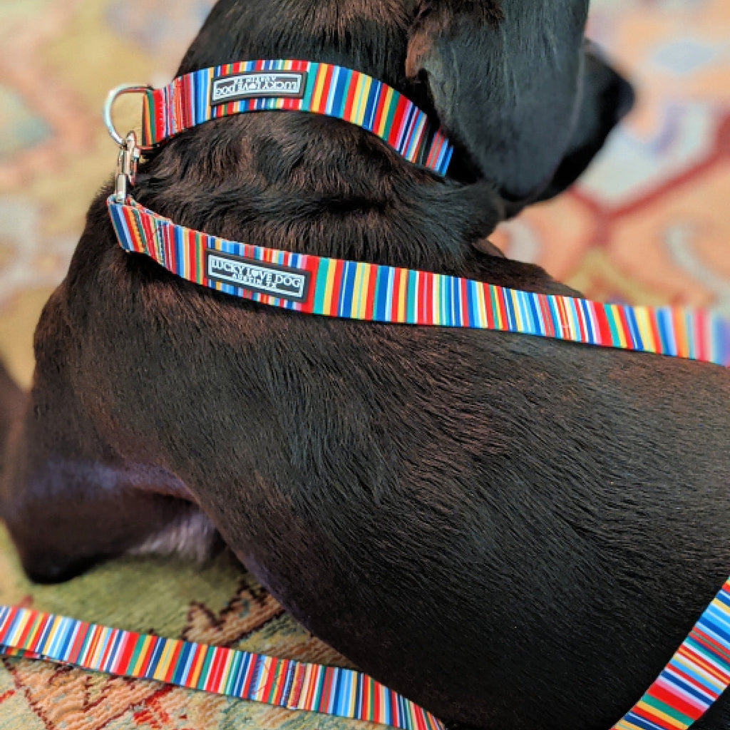 *Hippie Dog Leash*