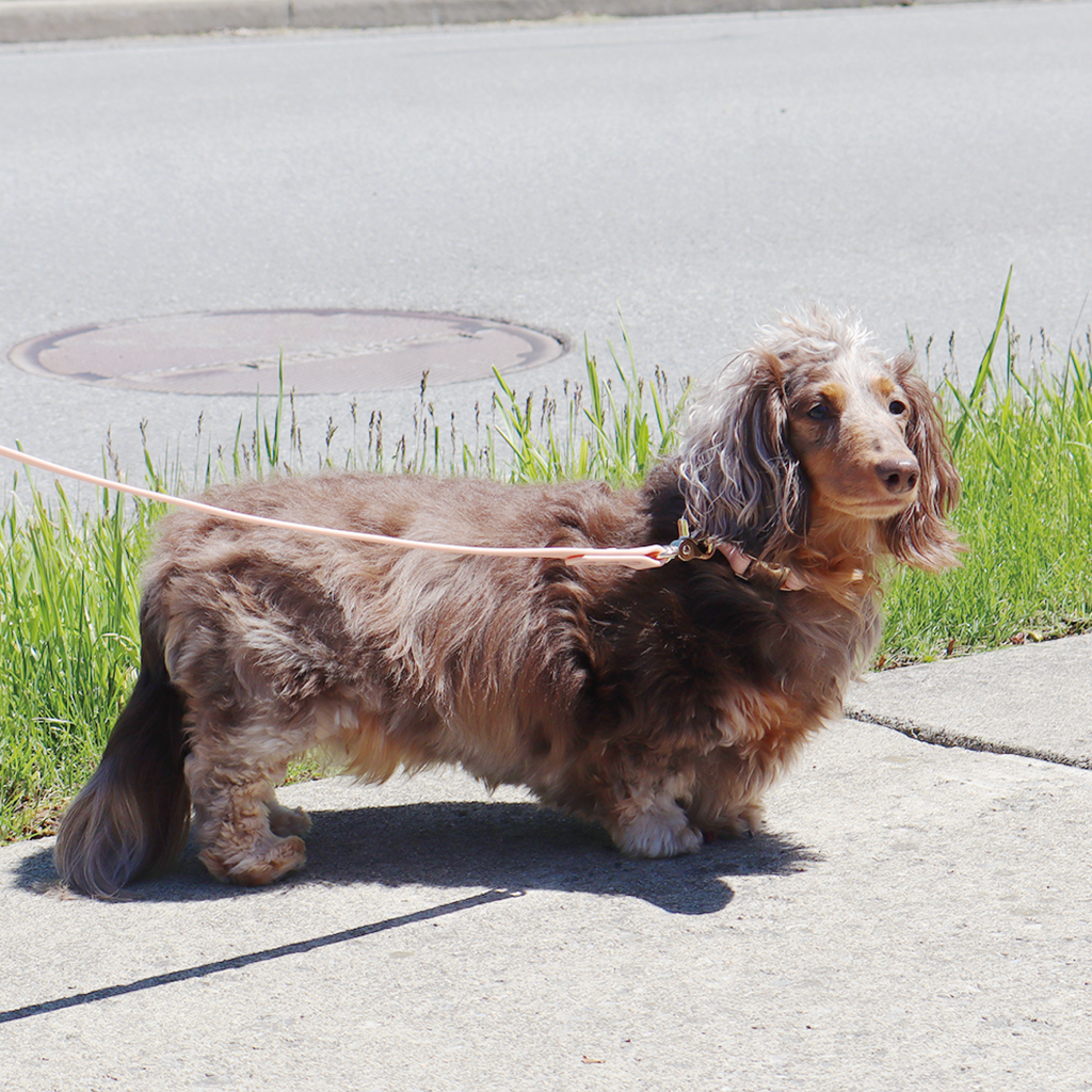 Waterproof Dog Leash | Black