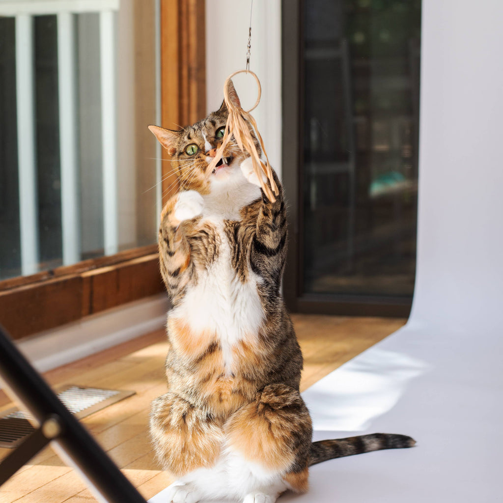 🍃🐱 Flutter-Ring Cat Toy – Eco-Friendly Crinkle Paper Hunting Toy