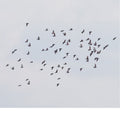 Coincidence Is Perfect, Intimate Attunement