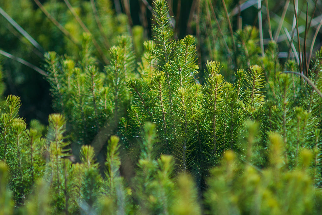Plant a Tree in Honor of Someone - A Living Tribute Tree Gift