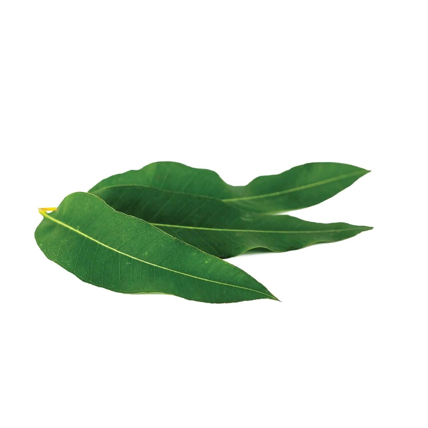 2 - Pack: L'Oréal Paris Skincare Pure - Clay Face Mask with Eucalyptus for Oily and Shiny Skin to Purify and Matify - PhishStones Products