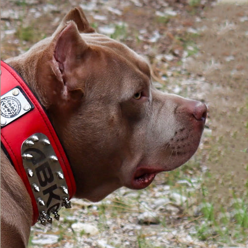 The ABKC Collar
