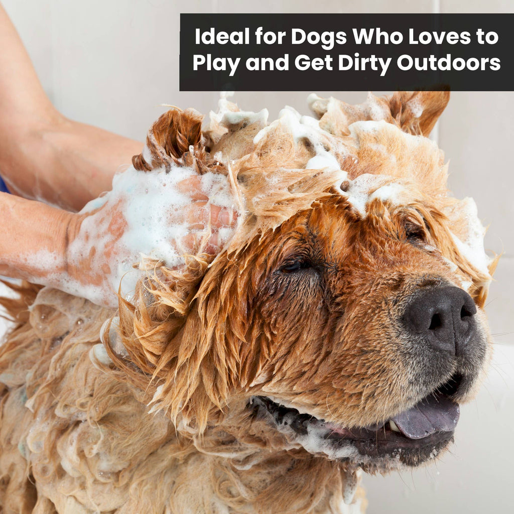 🐾 Mandarin Ginger Shampoo 13.5oz
