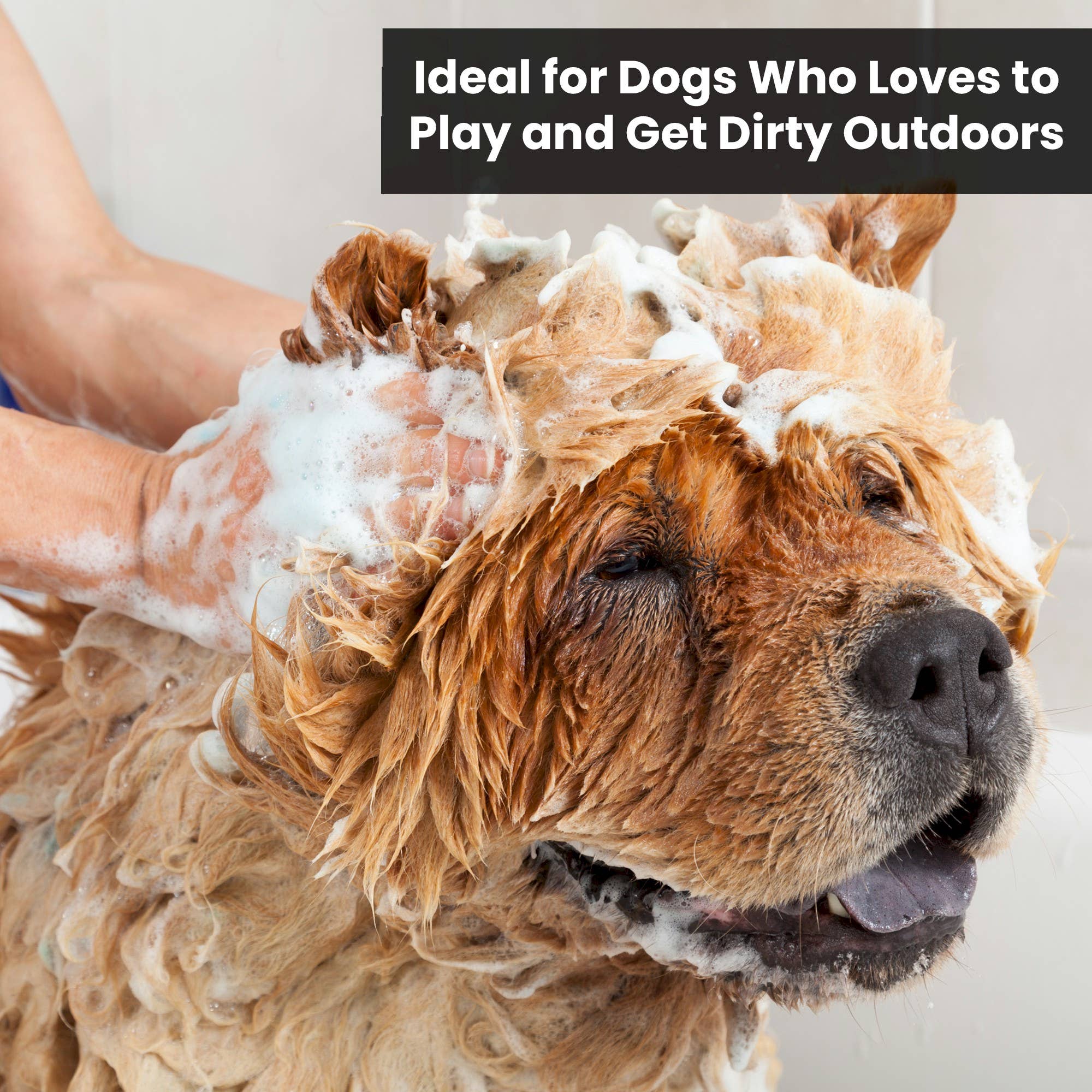 🐾 Mandarin Ginger Shampoo 13.5oz