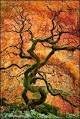 Red Dragon Weeping Japanese Maple - 3 Year Live Plant