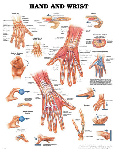 The Hand & Wrist Anatomy Chart - Laminated - 20 x 26 - Detailed Anatomical Illustration