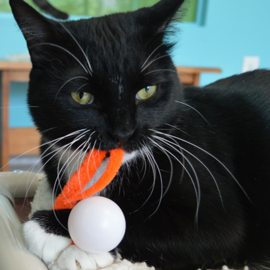 🐱🏓 Wiggly Ping Pong Cat Toy – Rattle Ball with Corkscrew Tail