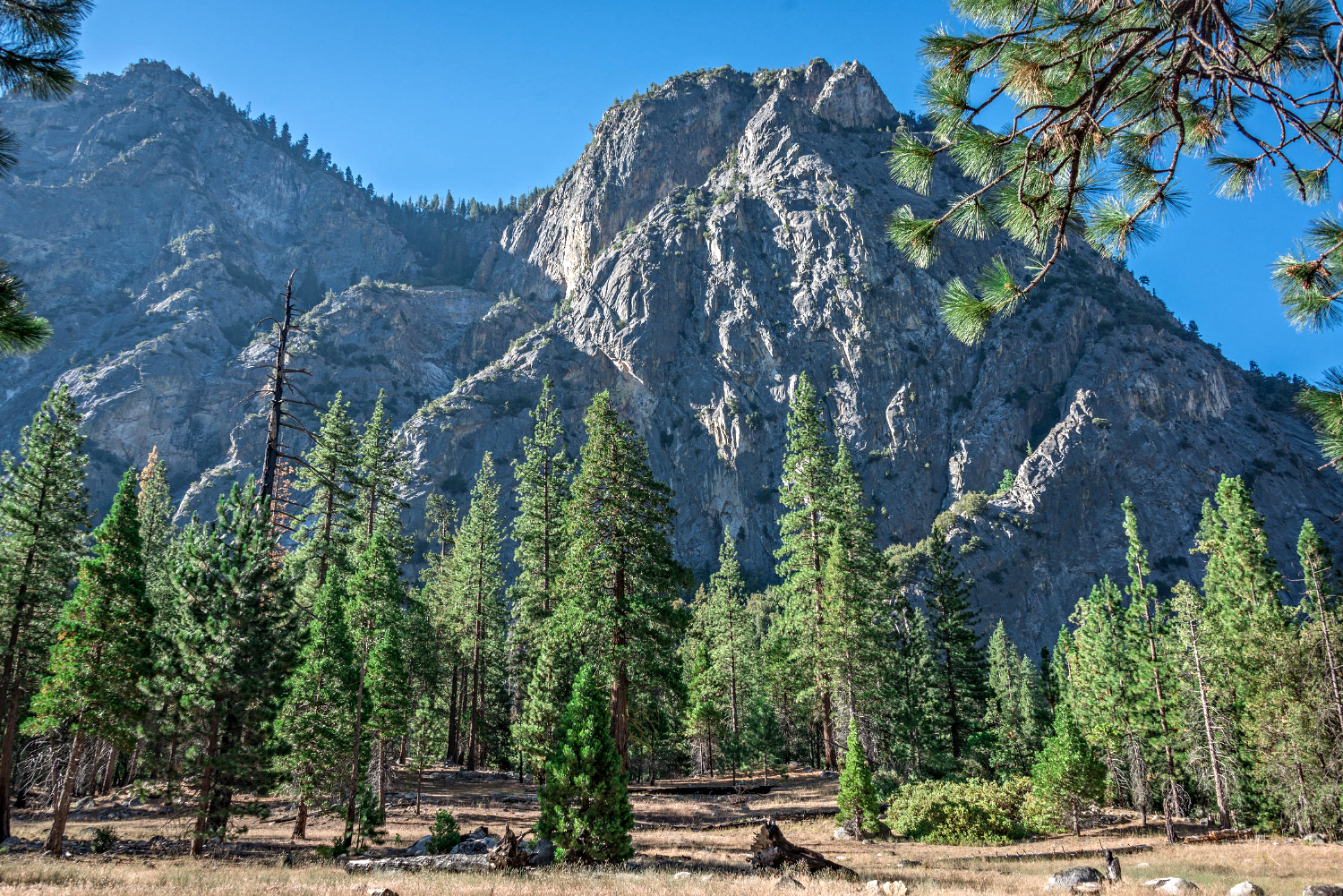 Plant a Tree in Honor or Memory in a California National Forest - A Living Tribute