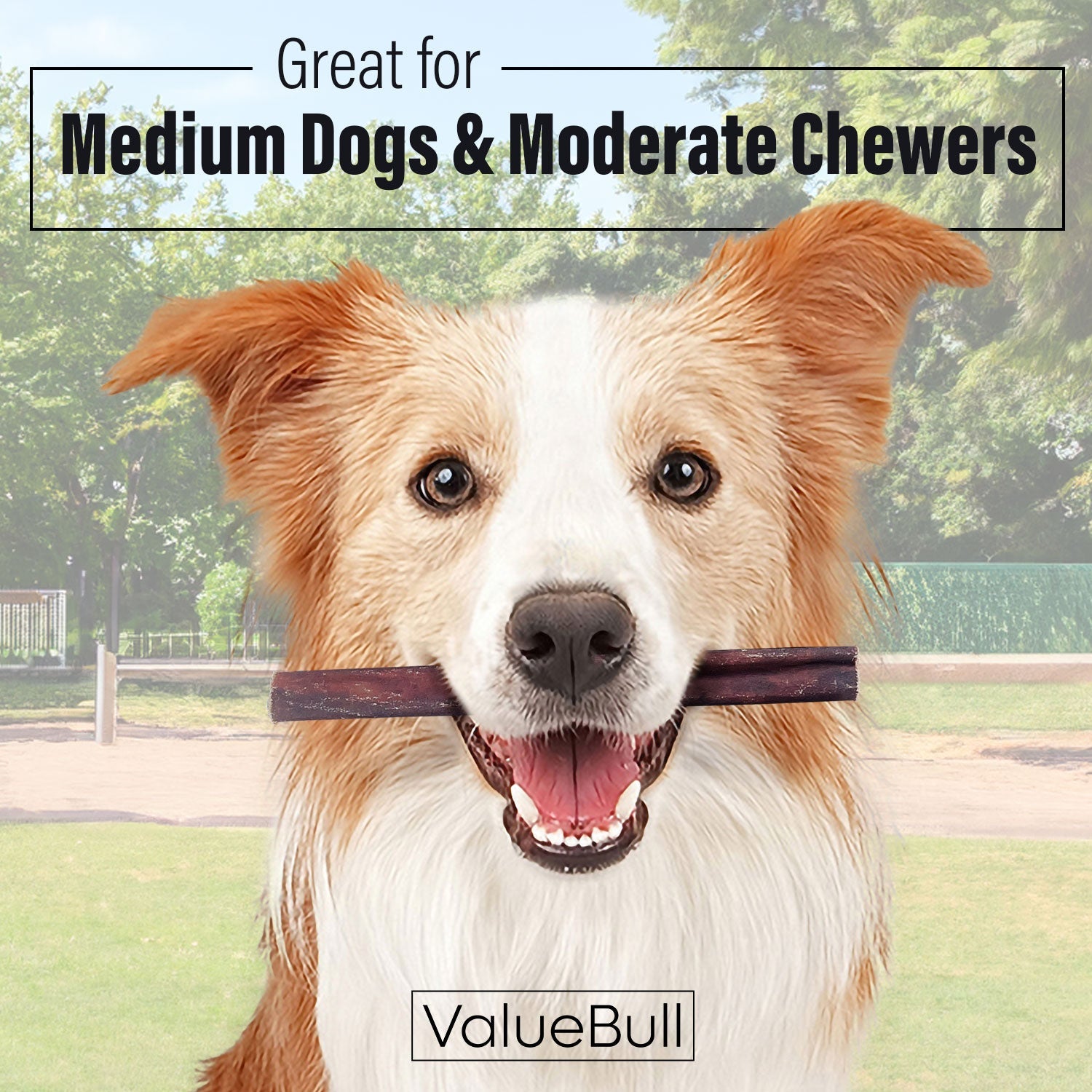 ValueBull Collagen Sticks for Dogs, 6 Inch Medium Chews, Natural Long-Lasting Dog Treats, 25 Count
