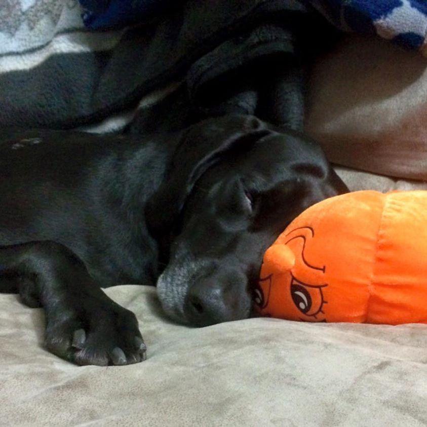 30% OFF! Glad Dogs Halloween SQUEAK & NO SQUEAK Dog Toys: TINY & BLASTER BABIES