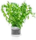 Live Aquarium Stem Plants - Freshwater Aquatic Plant for Fish Tanks, Aquascaping - (Staurogyne Sp. Porto Velho, 1 Pot)