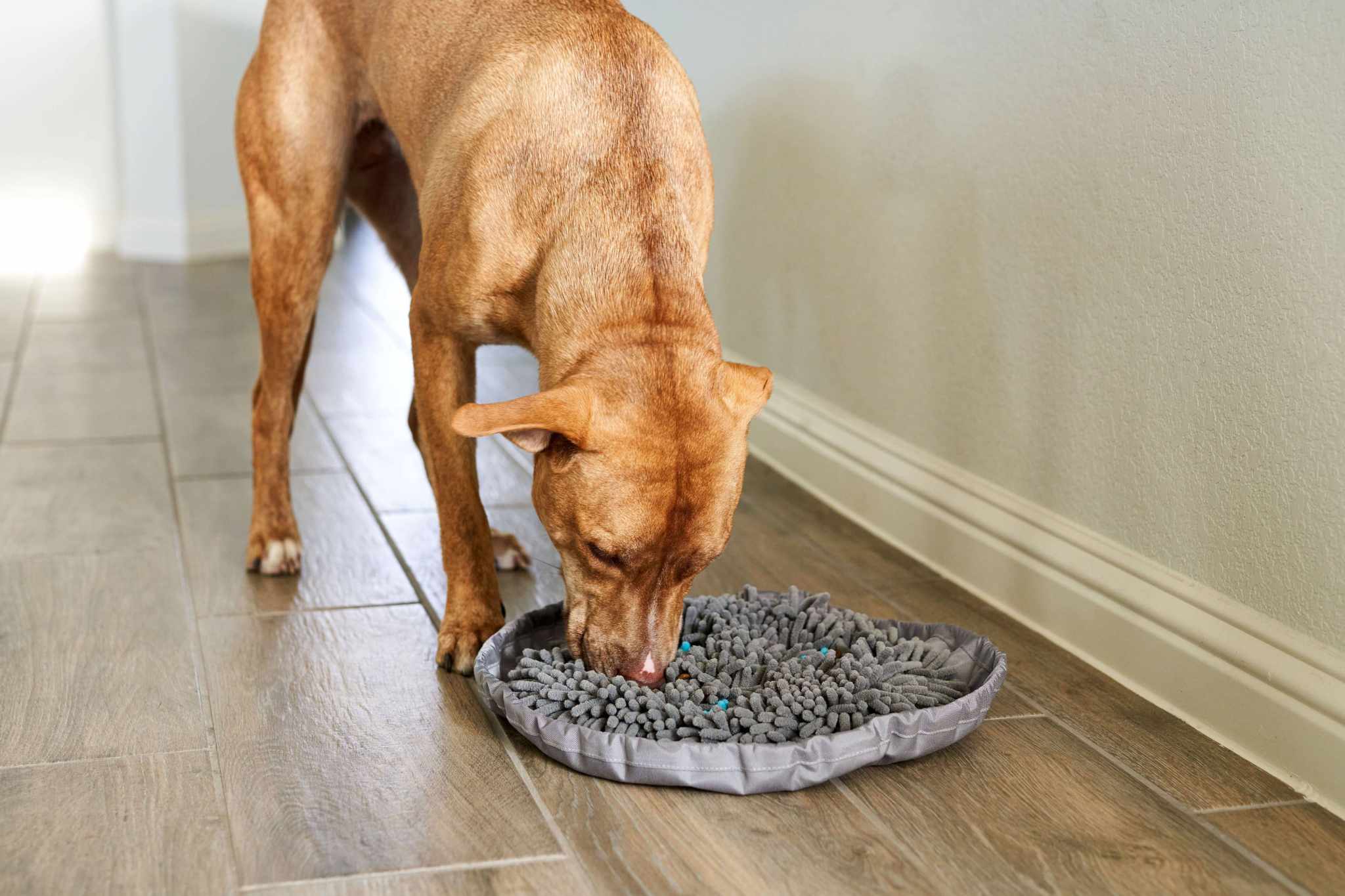 Forager® Bowl w/SoftSnout™