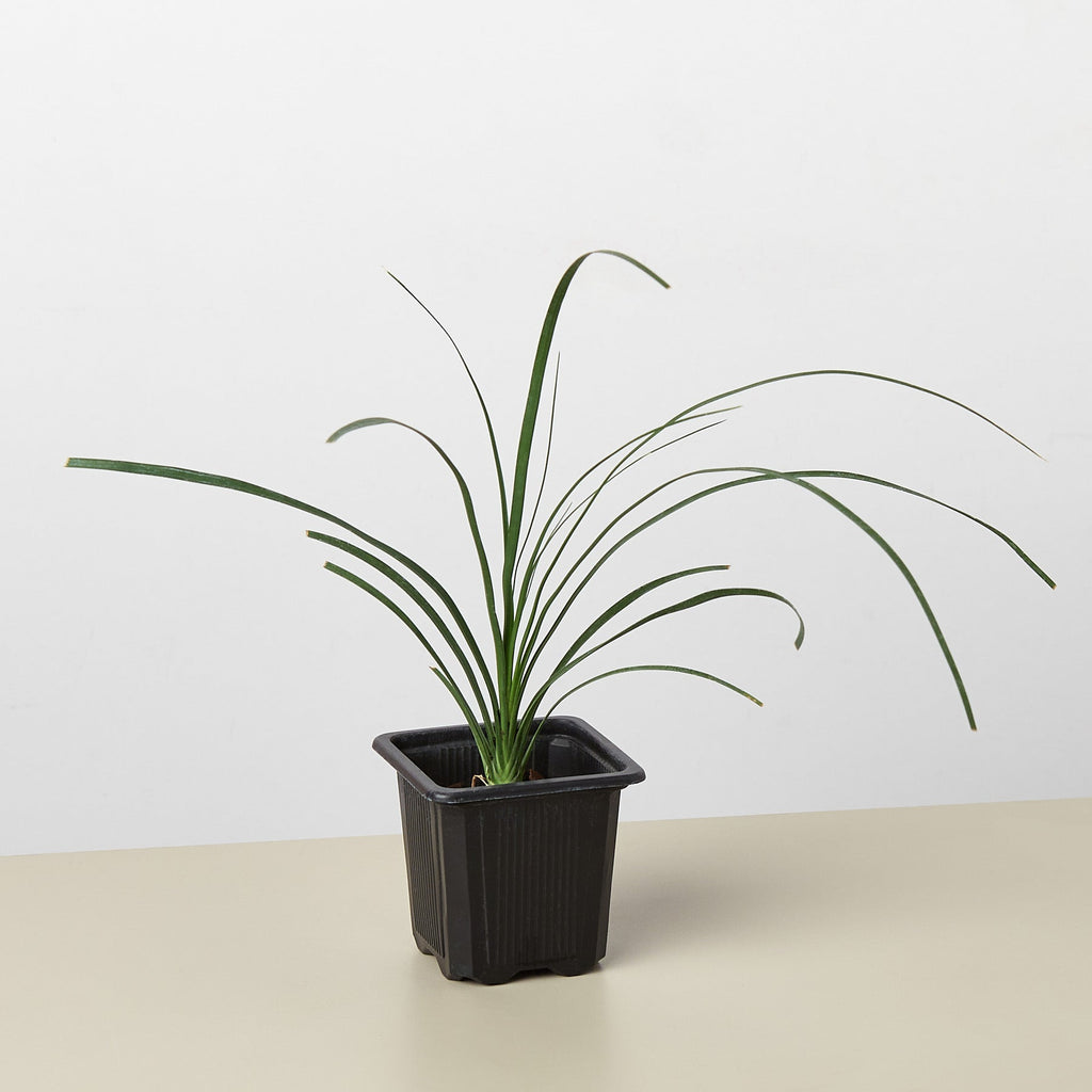 Palm Ponytail