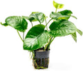 Anubias Live Aquarium Plants - Potted Freshwater Plant for Fish Tanks, Terrariums - Beginner Friendly Low Light (Barteri Wrinkle Leaf, 3 Pots)