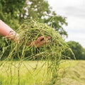 Blue Mountain Hay | Fresh Timothy Hay (25 Pounds) | Great for All Ages | High-Altitude Hay Pet Food for Rabbits, Guinea Pigs, Chinchillas, Hamsters, and Other Small Pets