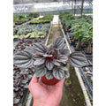 Peperomia 'Mendoza'