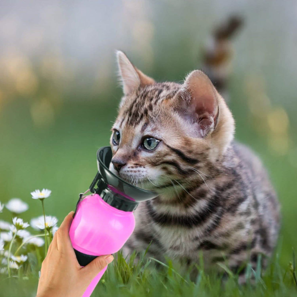 500ml Pet Water Bottle Portable Water Cup - PhishStones Products