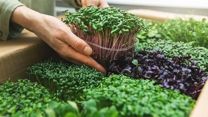 Organic Microgreens Premium Potting Mix - 20 Quart - Crafted with Care for Exceptional Results (4 Bags of 5QT)