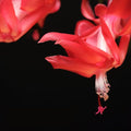 TriStar Plants - Thanksgiving Cactus - 4" inch Pot, Fasle Christmas Cactus, Easter Cactus, Holiday Plant, Winter Flowers, Christmas Plants, Winter Blooms (Caribbean Dancer)