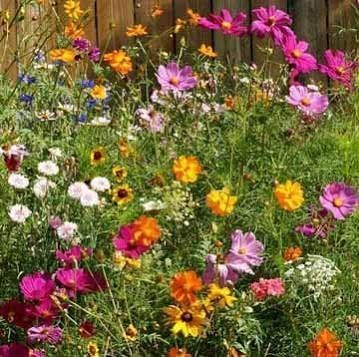 Dirt Goddess Super Seeds ~ Cut Flower Mix Seed (1/4 Lb)