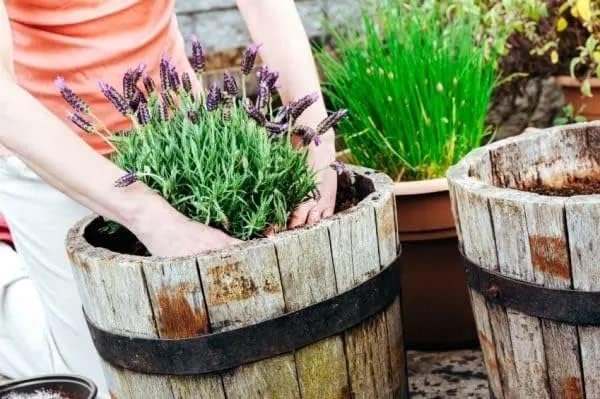 Organic Moisture Control Potting Mix - Absorbs 33% More Water Than Basic Potting Soil - 5 Quart