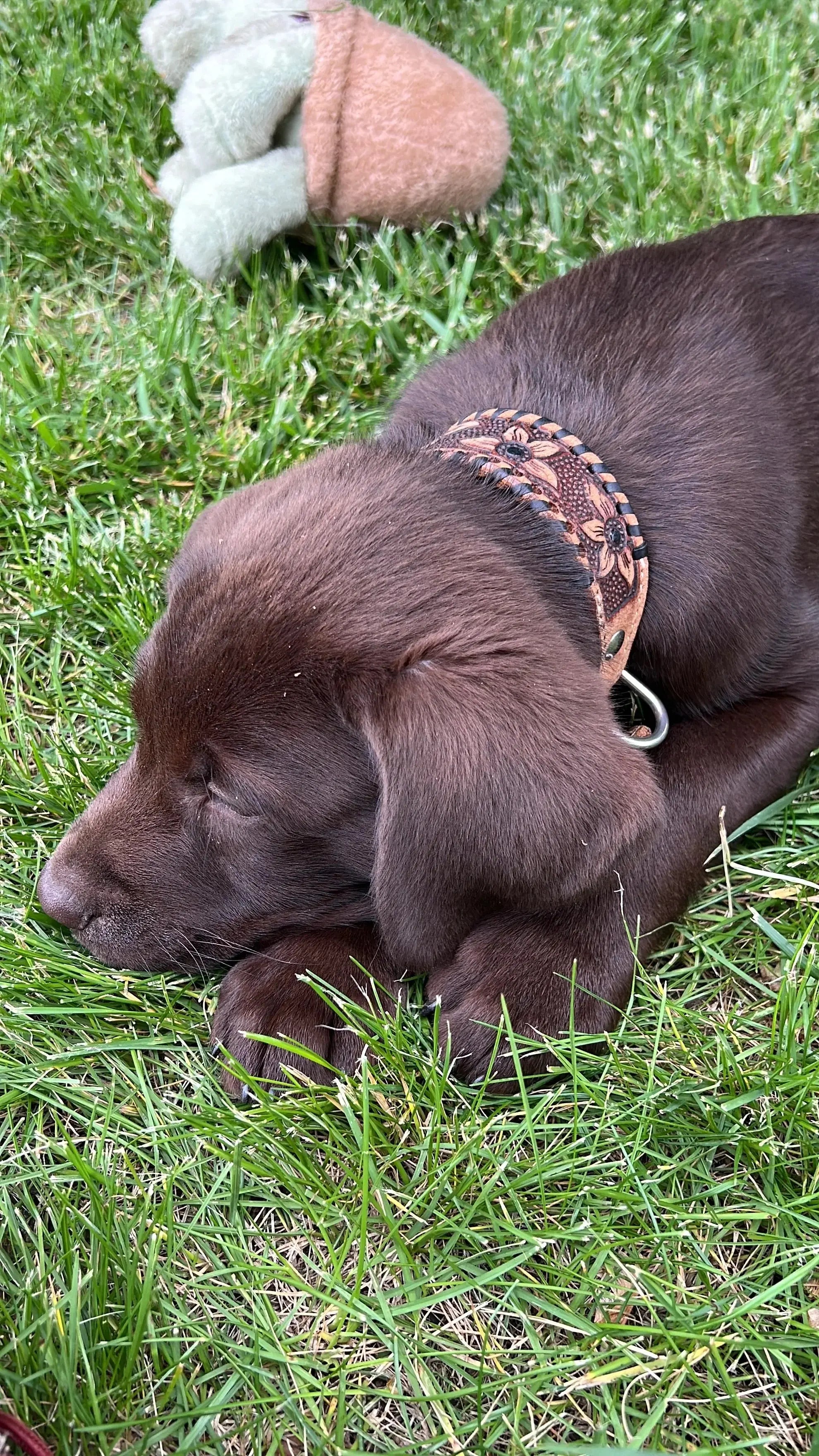 Genuine leather dog collar with black rawhide.
