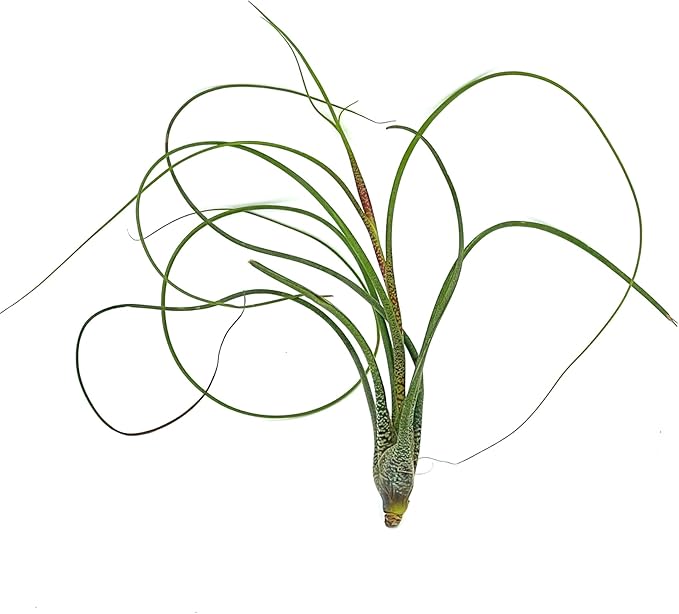Live Air Plants - Tillandsia Butzii, Jumbo 7-9" - 5ct - Live Arrival Guaranteed - House Plants for Home Decor & Gift