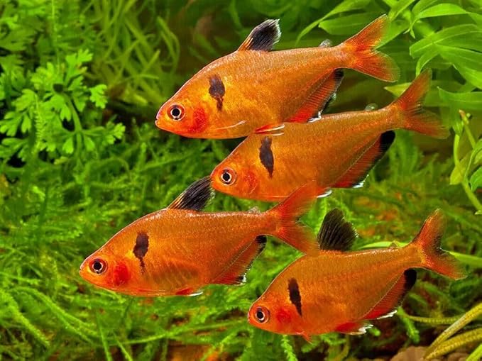 Aquatic Foods Inc. Tropical Fish Flakes, Mix of Krill, Color Enhancing, Spirulina Flakes for Cichlids, Angels, Tetras, Guppies, All Tropical Fish...WL…5-lbs Poly Bag