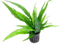 Java Fern Live Aquarium Plants - Potted Freshwater Plant for Fish Tanks - Beginner Friendly, Low Light (Java Fern, 3 Pots)