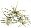 CHIVE Artificial Air Plants — Bulk Set of 5, Large — Ultra Realistic Fake Tillandsia Bromeliad Plants — Decorative Faux Succulents for Home & Office Decor — No Care Needed!