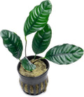 Anubias Live Aquarium Plants - Potted Freshwater Plant for Fish Tanks, Terrariums - Beginner Friendly Low Light (Barteri Coffeefolia, 1 Pot)