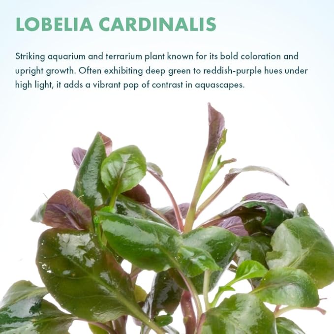 Live Plants - Cardinal Flower (Lobelia cardinalis) - Moderate to High Light Aquarium Display, Bright Green Accent, Midground Placement for Aquascaping, Stem Aquatic Plant - Pot