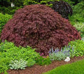 Crimson Queen Weeping LACE Leaf Japanese Maple - Acer palmatum dissectum 'Crimson Queen' 2 - Year Plant