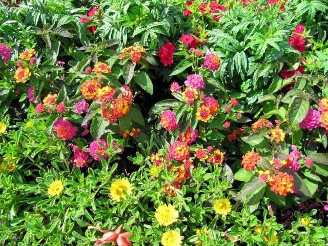 Lantana Confetti | 10 Live Plants | Lantana Camara | Colorful Garden Shrub | Drought Tolerant Perennial Plants
