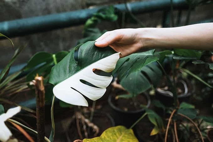 Monstera Borsigiana Potting Mix - Optimal Nutrients for Vibrant Growth - 1 Quart