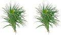 Air Plants - Flowering Tillandsia Pink Paske Large 5" - 2ct - Live Arrival Guaranteed - House Plants for Home Decor & Gift