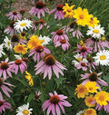 Non GMO Bulk All Perennial Wildflower Seed Mix (5 LB)