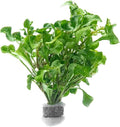 Live Plant - Decorative Plant for Terrariums and Paludariums - (Alternanthera Bettzickiana Green, 1 Bunch)