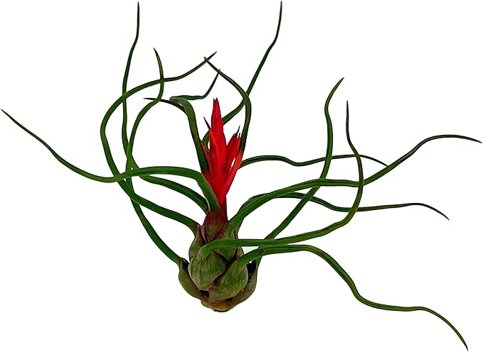 Air Plants - Flowering Tillandsia Bulbosa Guatemala, Large 3-5" - 1ct - Live Arrival Guaranteed - House Plants for Home Decor & Gift