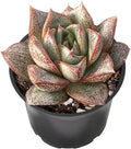 2" Live Succulent 'Echeveria Purpusorum', Succulent Plants Fully Rooted in Pots, Unique House Plant for DIY, Party Favor, Home Office Decoration