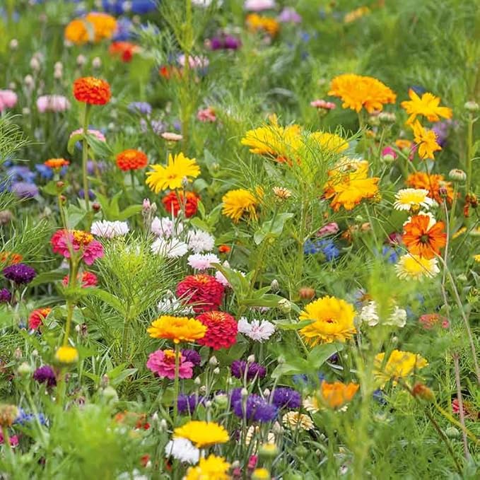 Eden Brothers Jellybean Flower Mixed Seeds for Planting, 1 lb, 480,000+ Seeds with Zinnia, Cornflower, Cosmos, Calendula | Attracts Pollinators, Plant in Spring or Fall, Zones 3, 4, 5, 6, 7, 8, 9, 10