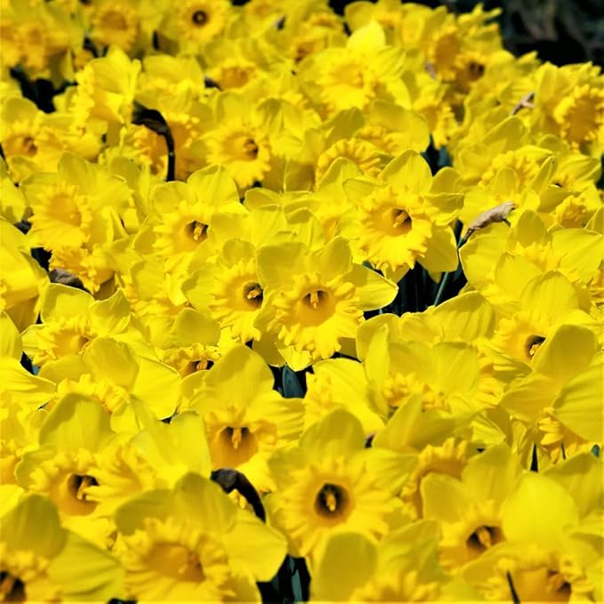 50 Yellow Daffodil Bulbs for Planting - Dutch Master Value Bag - Plant in Gardens, Borders & Flowerbeds - Bulb Size 10/12 cm - Easy to Grow Fall Flowers Bulbs by Willard & May