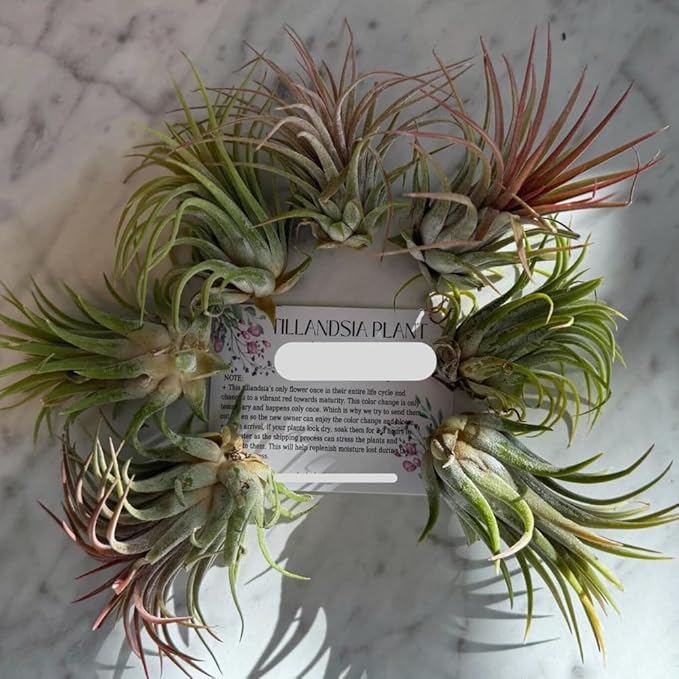 Air Plants, Tillandsia Air Plants Live Houseplants for Garden, 14 Red Lonantha Tillandsia Plant, Air Plant for Planting, 2 to 3 Inc Long