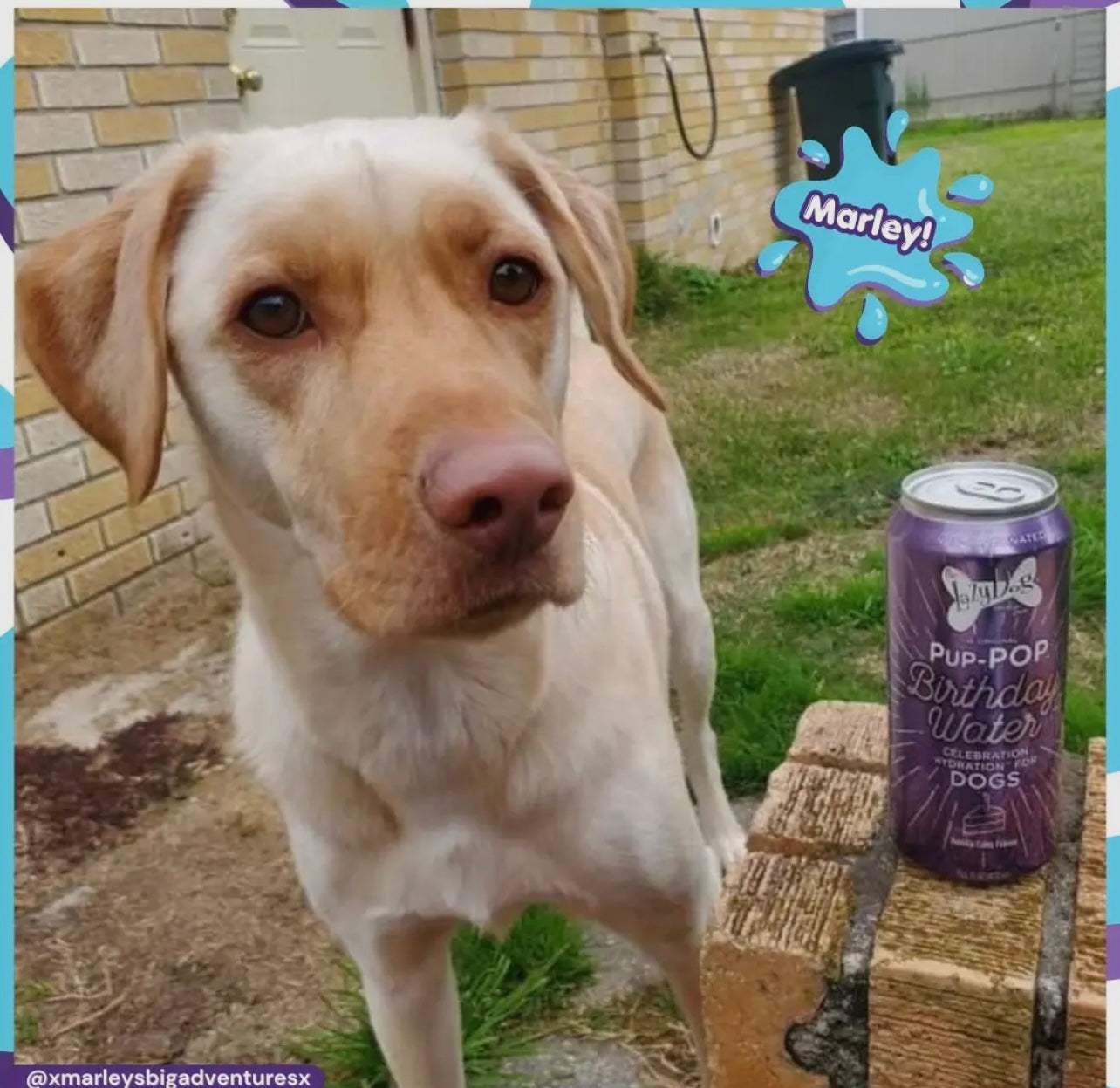 🐾 Pup‑POP™ – Celebration Hydration for Dogs