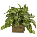 NephthytisPlant in Wood Box Planter
