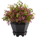 Sedum and Eucalyptus Plant with Planter