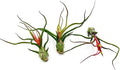 Air Plants - Flowering Tillandsia Bulbosa Guatemala, Large 3-5" - 3ct - Live Arrival Guaranteed - House Plants for Home Decor & Gift
