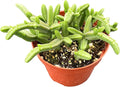 Live Succulent Plants Green Pagoda Mini Jade, Easy Care Potted Succulents, Approx 4" D x 9" H, Indoor Houseplant, Unique Gifts, Home Office Décor