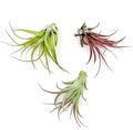 Air Plants - Tillandsia Brachycaulos Multiflora, Jumbo 5-7" - 3 ct - Live Arrival Guaranteed - House Plants for Home Decor & Gift